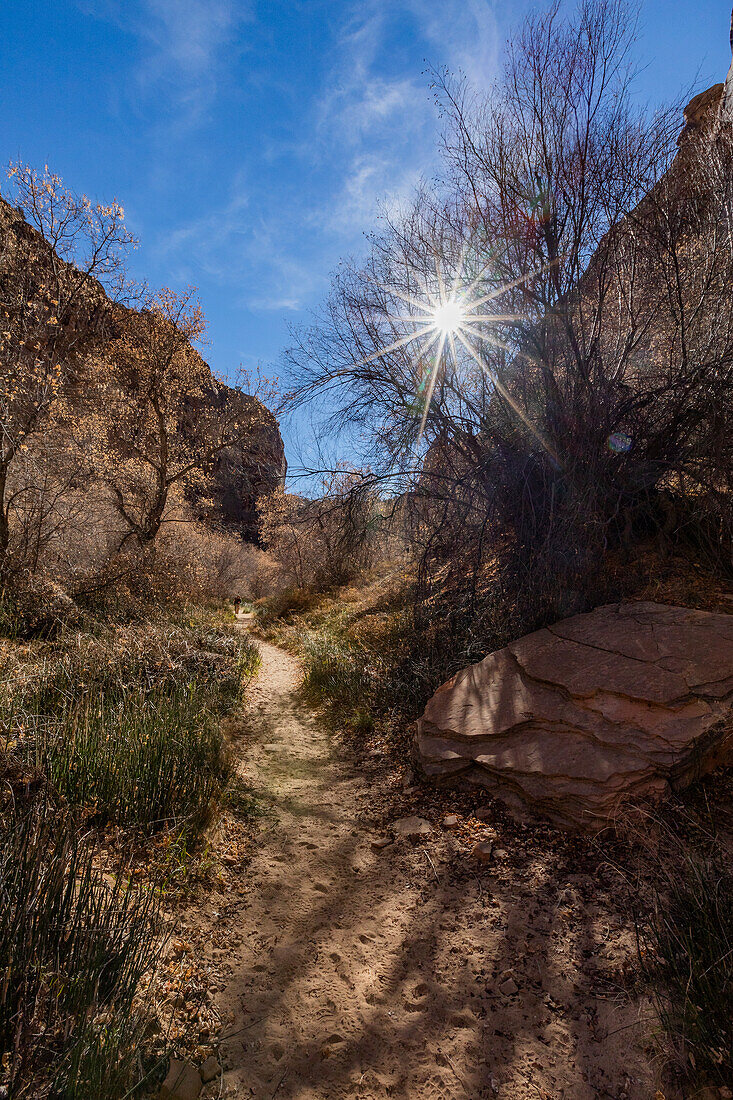 United States, Utah, Escalante, Sun shining through trees along hiking trail