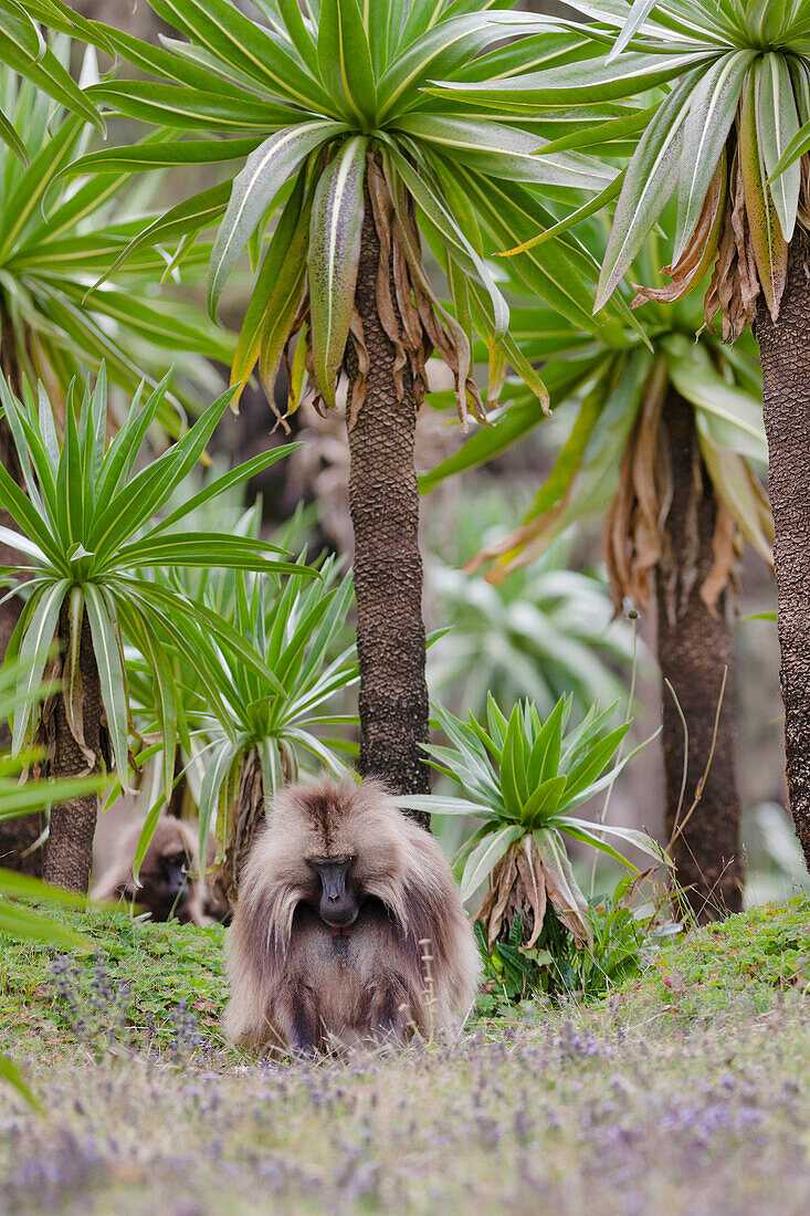 Gelada, Gelada Pavian (Theropithecus gelada), Äthiopien