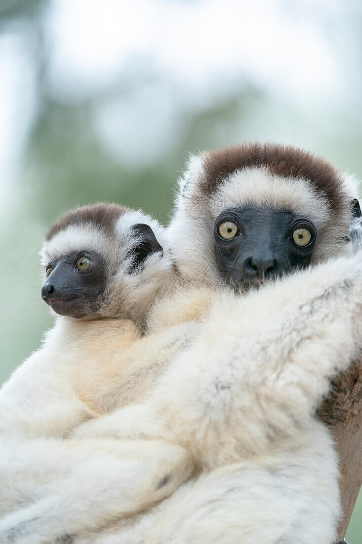 Afrika, Madagaskar, Anosy-Region, Berenty-Reservat. Eine weibliche Sifaka klammert sich an einen Baum, während ihr Baby sich am Rücken der Mutter festhält.