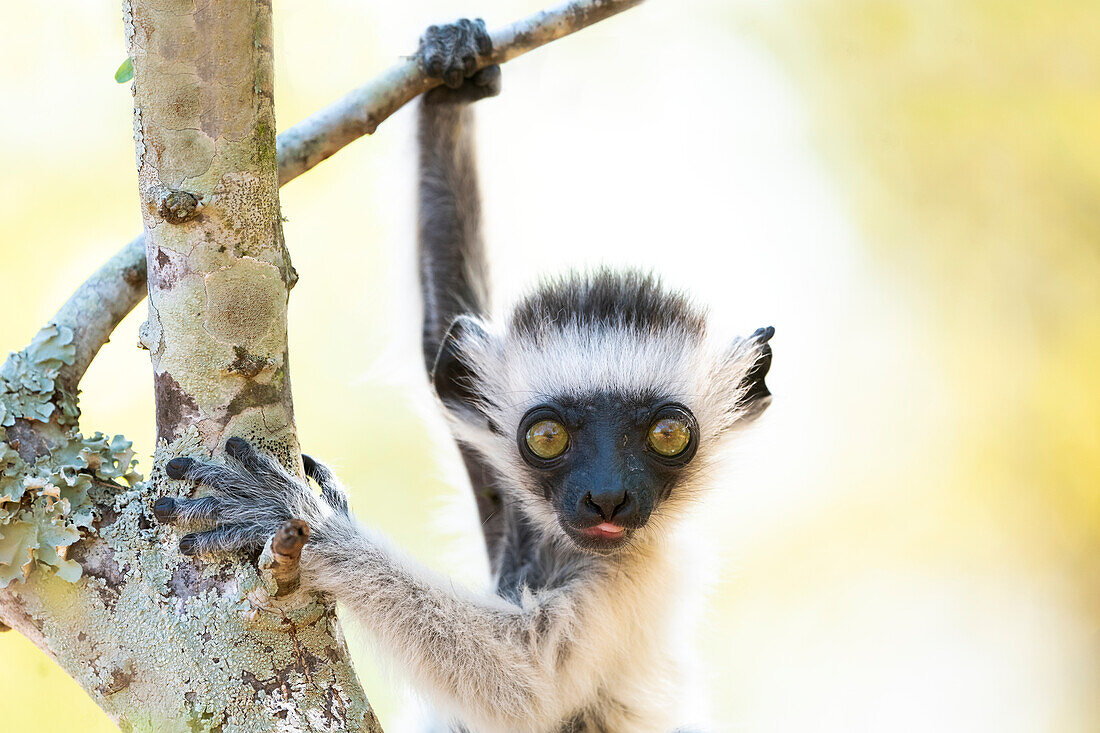 Afrika, Madagaskar, Anosy-Region, Berenty-Reservat. Der Sifaka eines Babys Verreaux spielt in einem Baum direkt neben seiner Mutter.