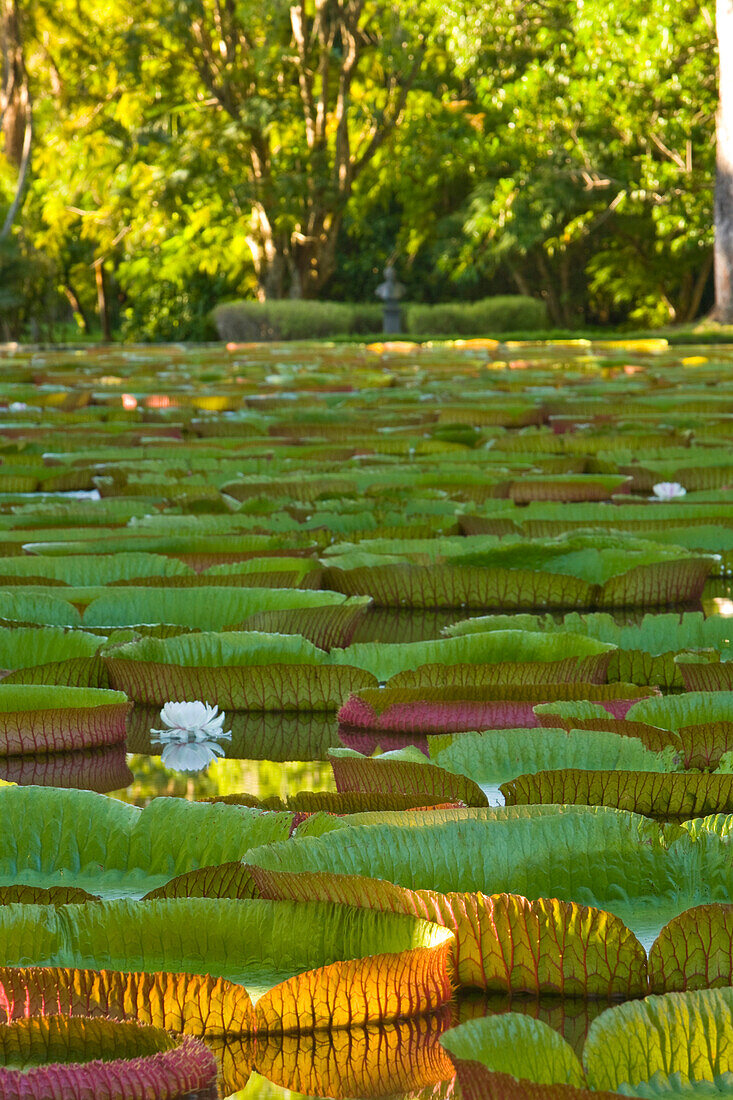 Teich mit riesigen Victoria amazonica Seerosen, Sir Seewoosagur Ramgoolam Boatanical Gardens, Royal Botanical Gardens in der Nähe von Pamplemousses, Nordmauritius, Afrika