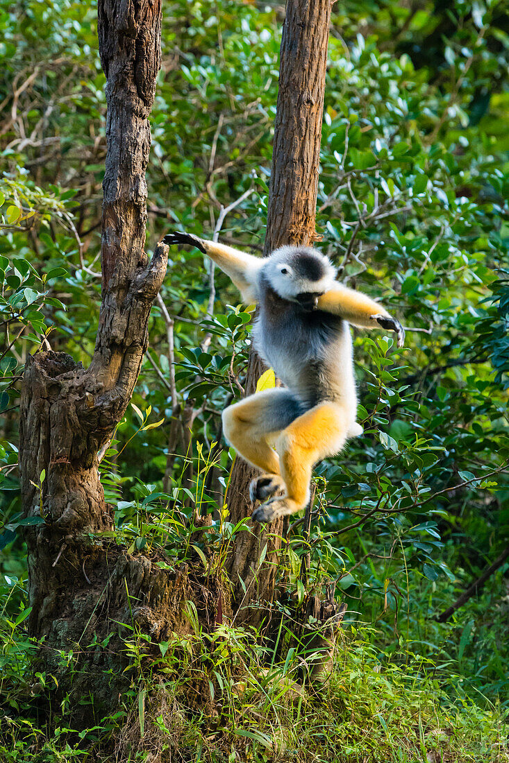 Madagaskar, Andasibe, Vakona Lodge, Lemureninsel. Diadem-Sifaka (Propithecus diadema) springt von einem Baum.