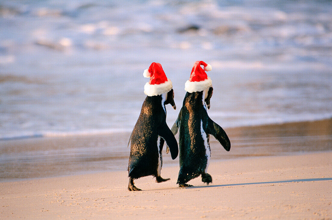 Afrikanische Pinguine (Spheniscus Demersus) gehen 'Hand in Hand' in der Nähe von Kapstadt, Südafrika. Weihnachtsmannmützen tragen. Digital verändertes Bild.