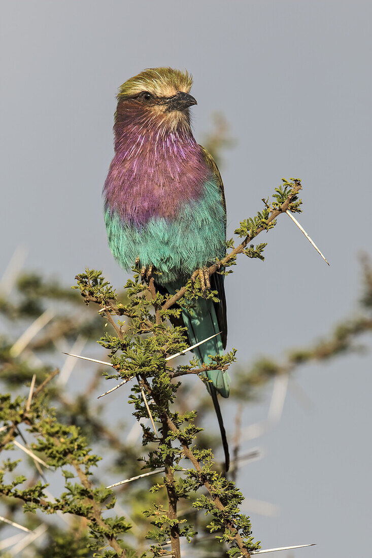 Lilac-breasted roller, Serengeti National Park, Tanzania, Africa.