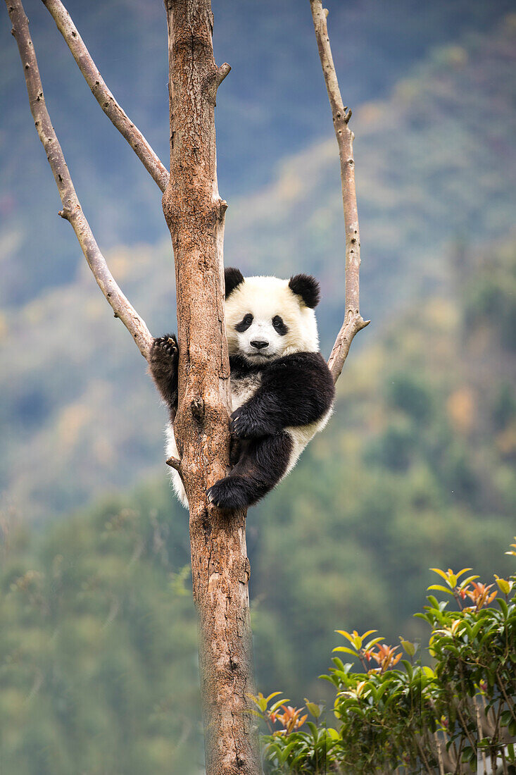 Asien, China, Wolong, Großer Panda, Teil des UNESCO-Menschen- und Biosphärenreservat-Netzwerks