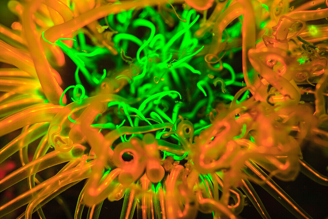 Unterwasserfluoreszenz emittiert und mit speziellem Sperrfilter fotografiert. Röhrenanemone (Ceranthidae) Alor, Indonesien
