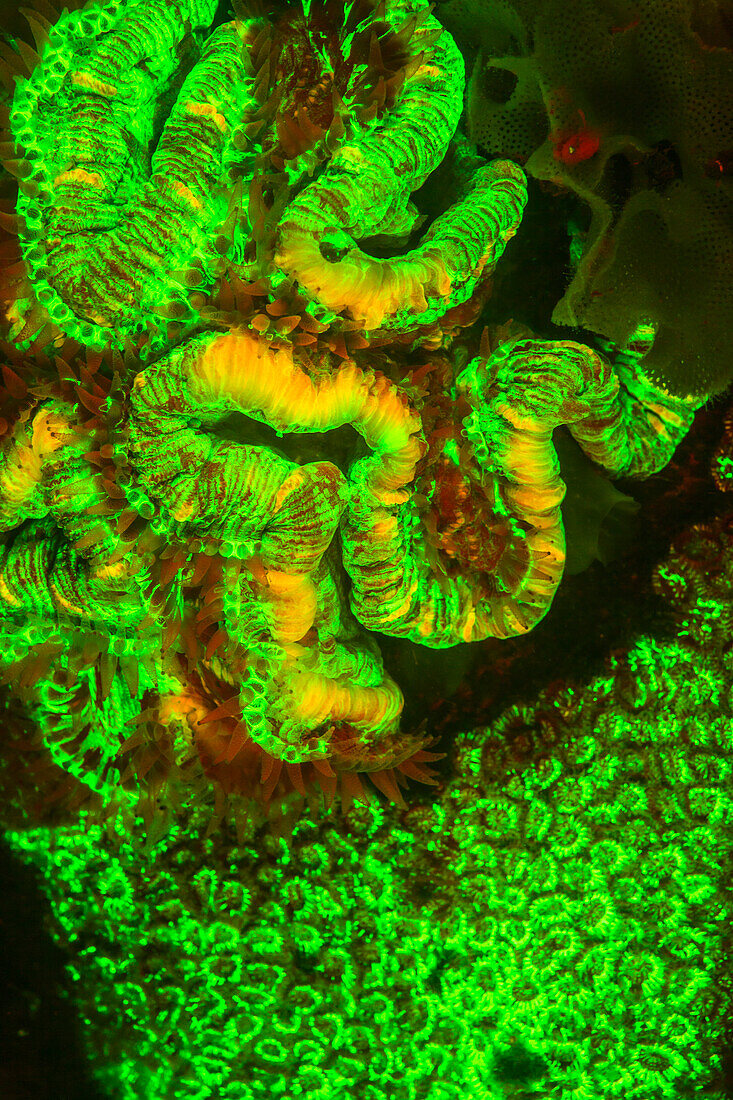Natural occurring red, green and orange fluorescence in underwater hard corals (Tracbyphyllia geofroyt) and green fluorescing hard coral (Diploastrea), Night dive at Kalabahi Bay, Alor Island, Indonesia