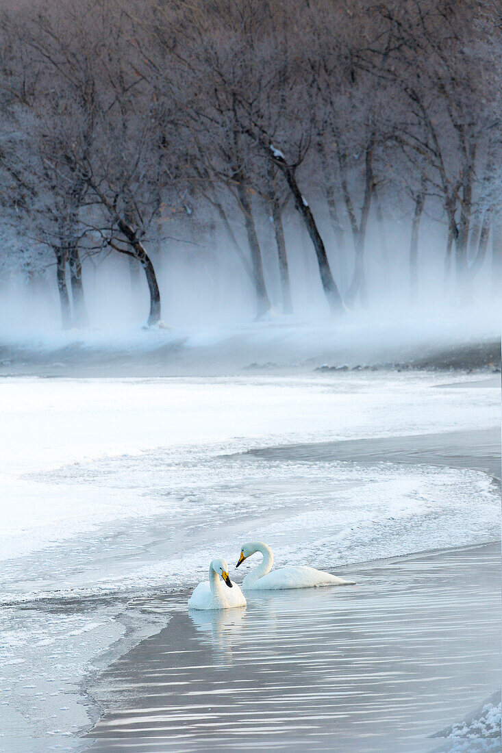 Singschwäne auf dem zugefrorenen Lake Kussharo, Hokkaido