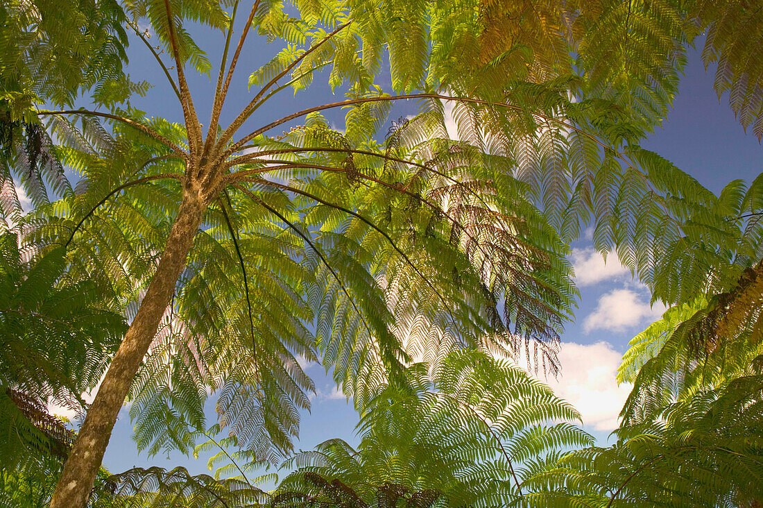 FRANZÖSISCHE WESTINDIEN (FWI), Guadeloupe, Basse, Terre, ROUTE DE LA TRAVERSEE: Parc Nationale de la Guadeloupe: Tropisches Farndach