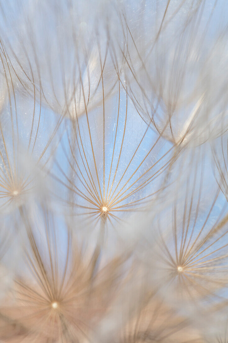 Canada, British Columbia. Yellow salsify flower seeds close-up