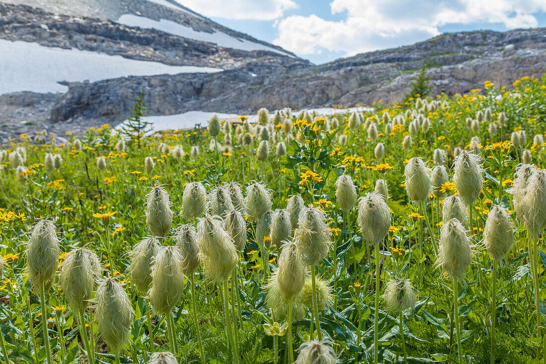 Kanada, Britisch-Kolumbien, East Kootenay Mountains. Westliche Kuhschelle auf Bergwiese