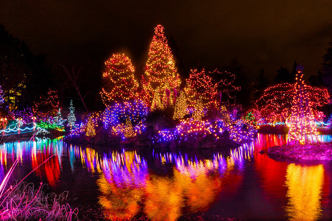 Orange, gelbe und rote Weihnachtsbäume mit Lichtern im Van Dusen Garden, Vancouver, British Columbia, Kanada.