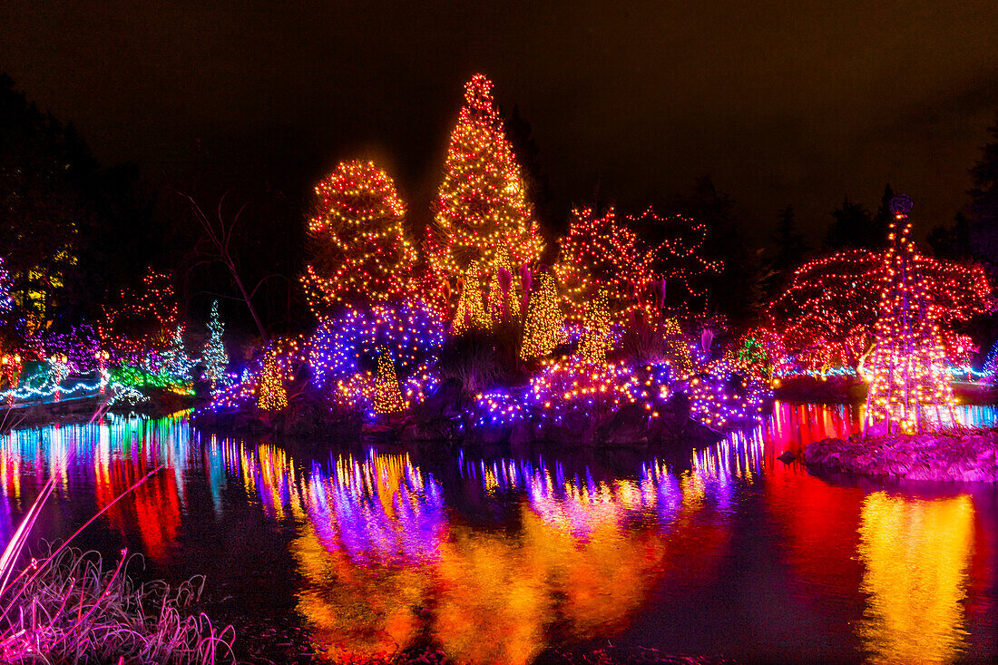 Orange, yellow and red Christmas trees with lights at Van Dusen Garden, Vancouver, British Columbia, Canada.