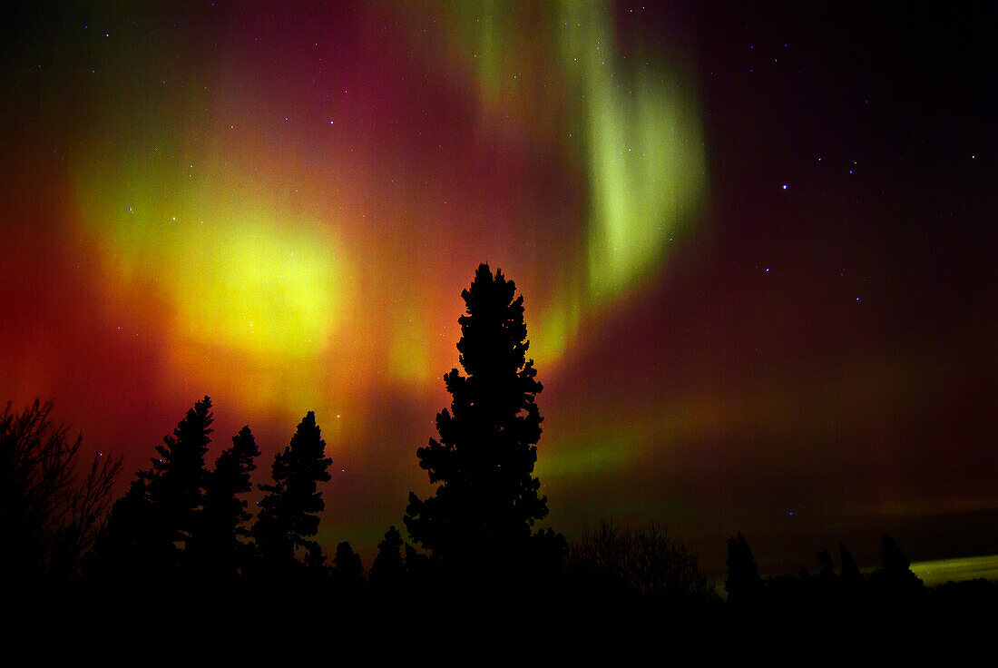 Kanada, Manitoba, Birds Hill Provincial Park. Aurora Borealis und Bäume