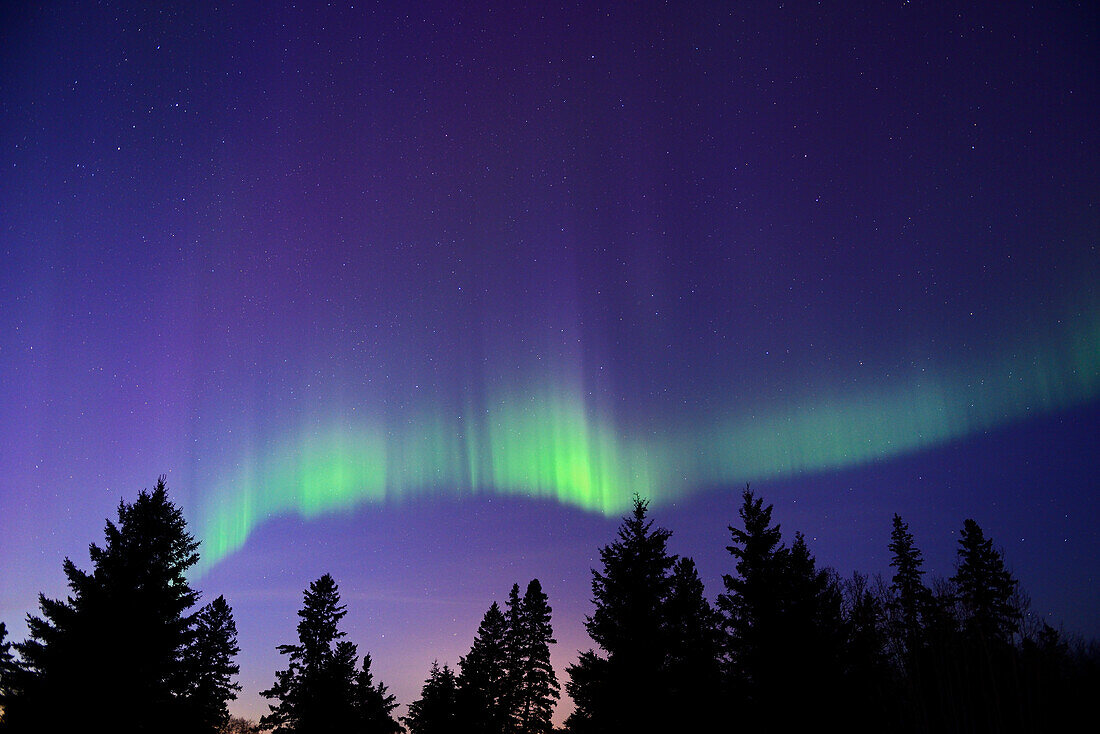 Canada, Manitoba, Birds Hill Provincial Park. Aurora borealis and trees