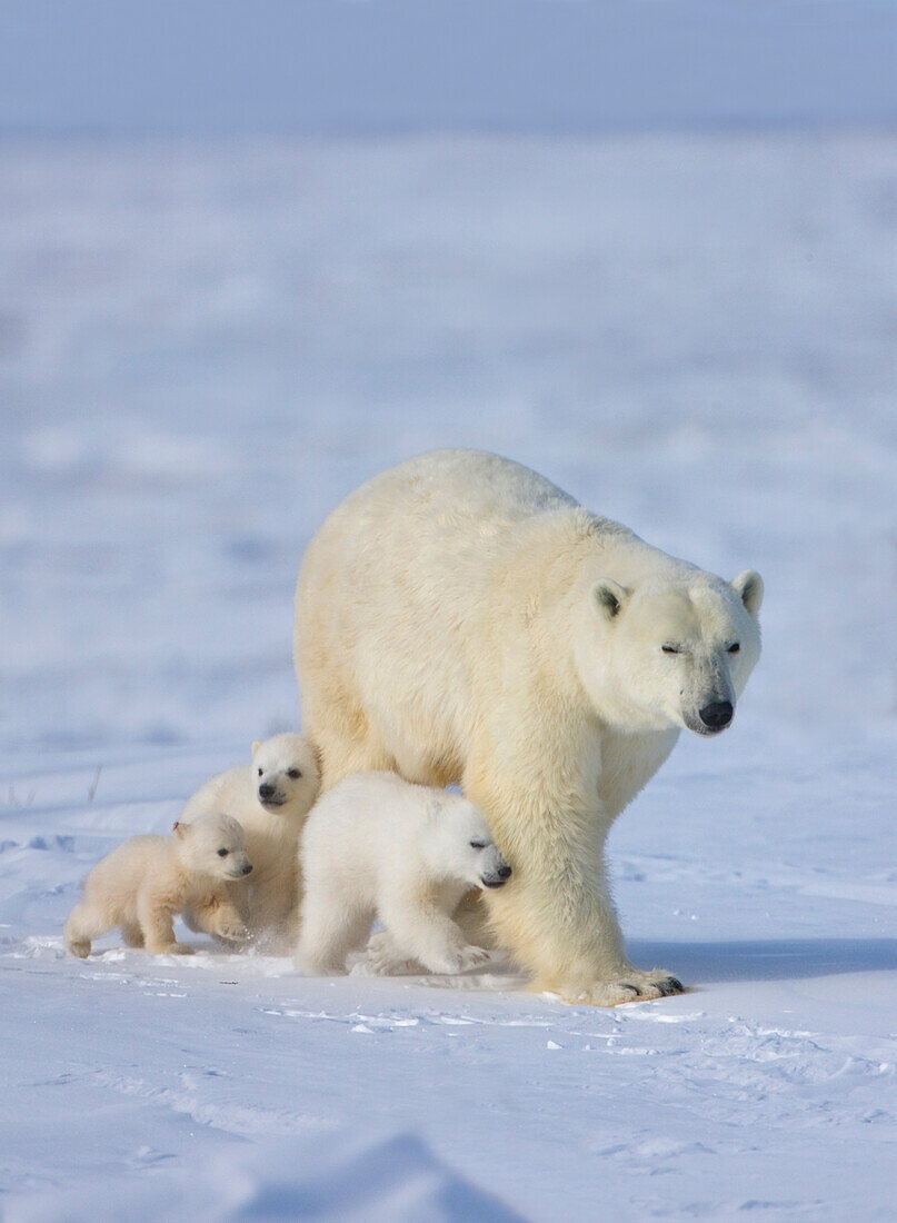 Mutter Eisbär mit drei Jungen in der Tundra, Wapusk National Park, Manitoba, Kanada