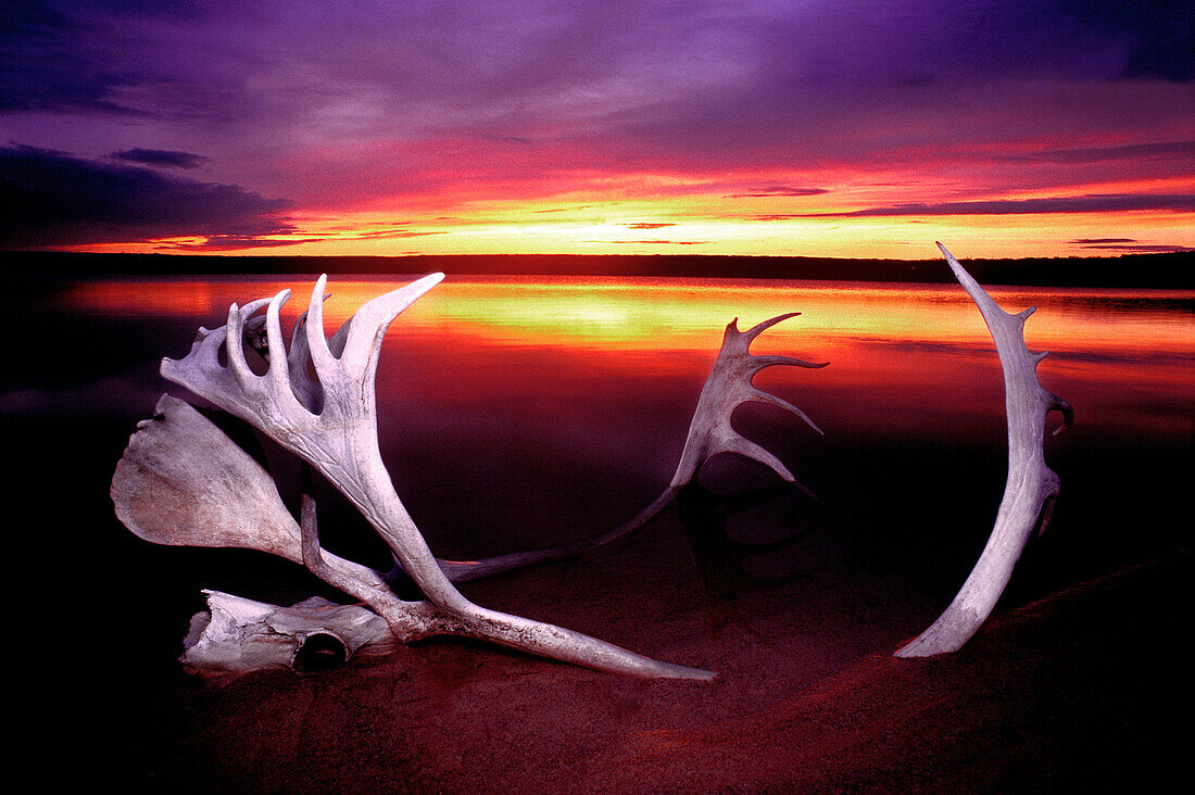 Canada, Northwest Territories, Whitefish Lake. Sunset on bleached caribou antlers