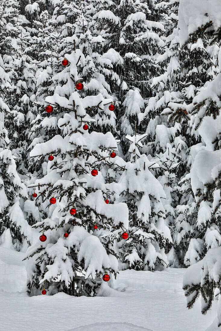 Österreich, Kals am Großglockner. Nationalpark Hohe Tauern, ein schneebedeckter Immergrün unter vielen, der mit Ornamenten geschmückt ist