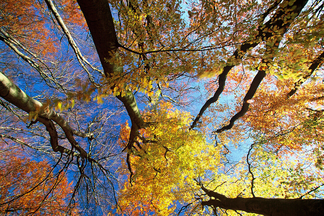 EUROPE, Germany, Baltic Sea, Island of Ruegen. Jasmund Nat'l Park. Forest canopy in Autumn