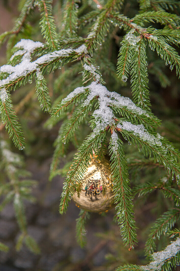 Gold glass Christmas ornament on evergreen tree with snow on branches, Bamberg, Germany