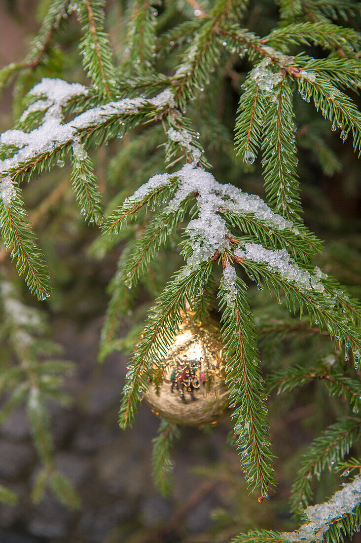 Goldglas Christbaumkugel auf immergrünem Baum mit Schnee auf Ästen, Bamberg, Deutschland