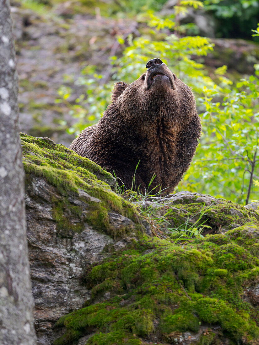 Eurasian brown bear (Ursus arctos arctos) National Park Bavarian Forest, enclosure, Germany