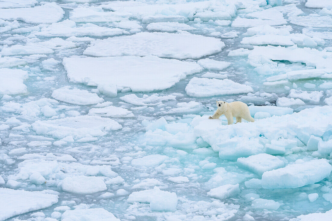 Norway, Svalbard. Sea ice edge, 82 degrees North, polar bear on the move.