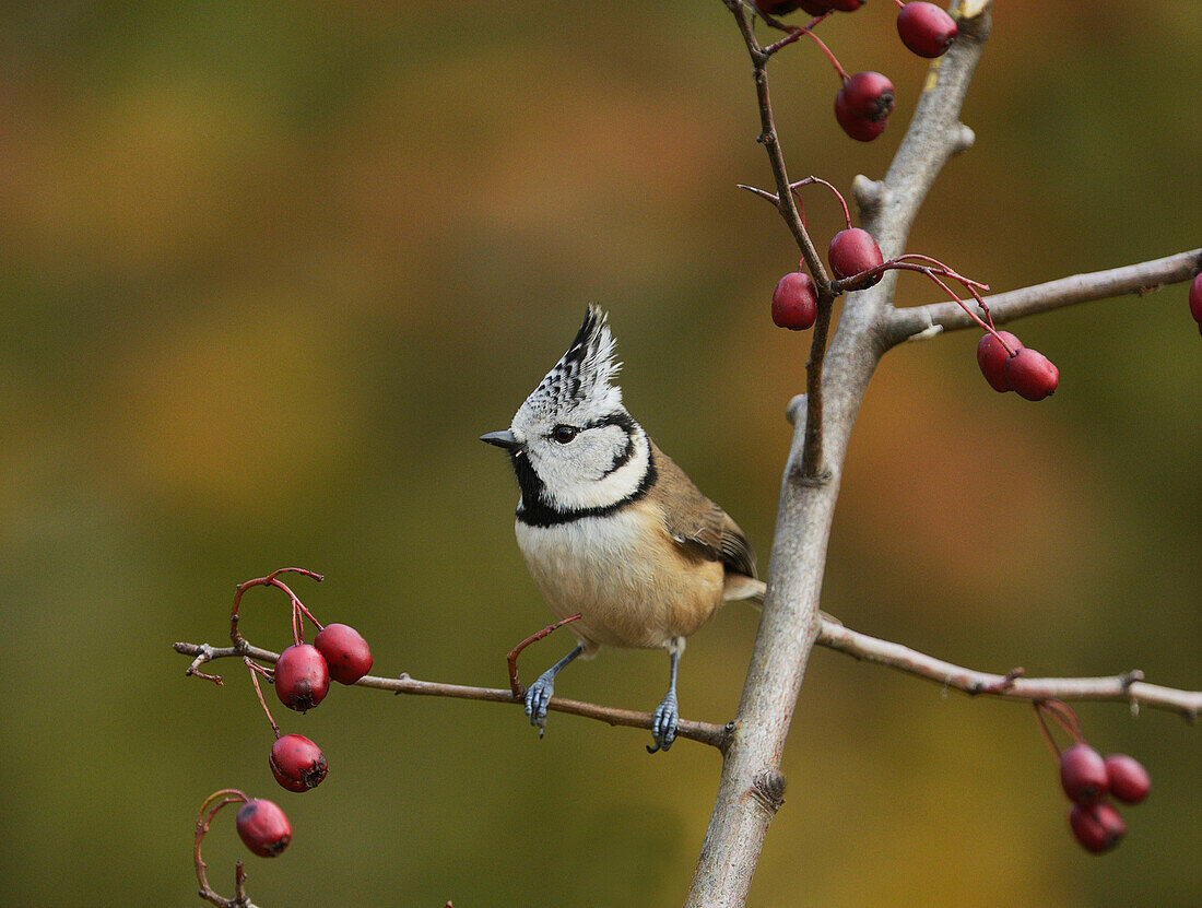 Crested Tit (Parus cristatus), adult perched on berry laden branch of European cranberry bush (Viburnum opulus), Oberaegeri, Switzerland, Europe