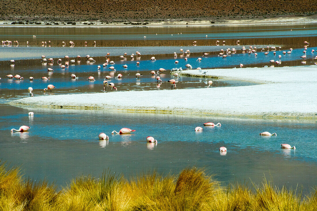 Flamingos in Laguna Hedionda, Potosi Department, Bolivia