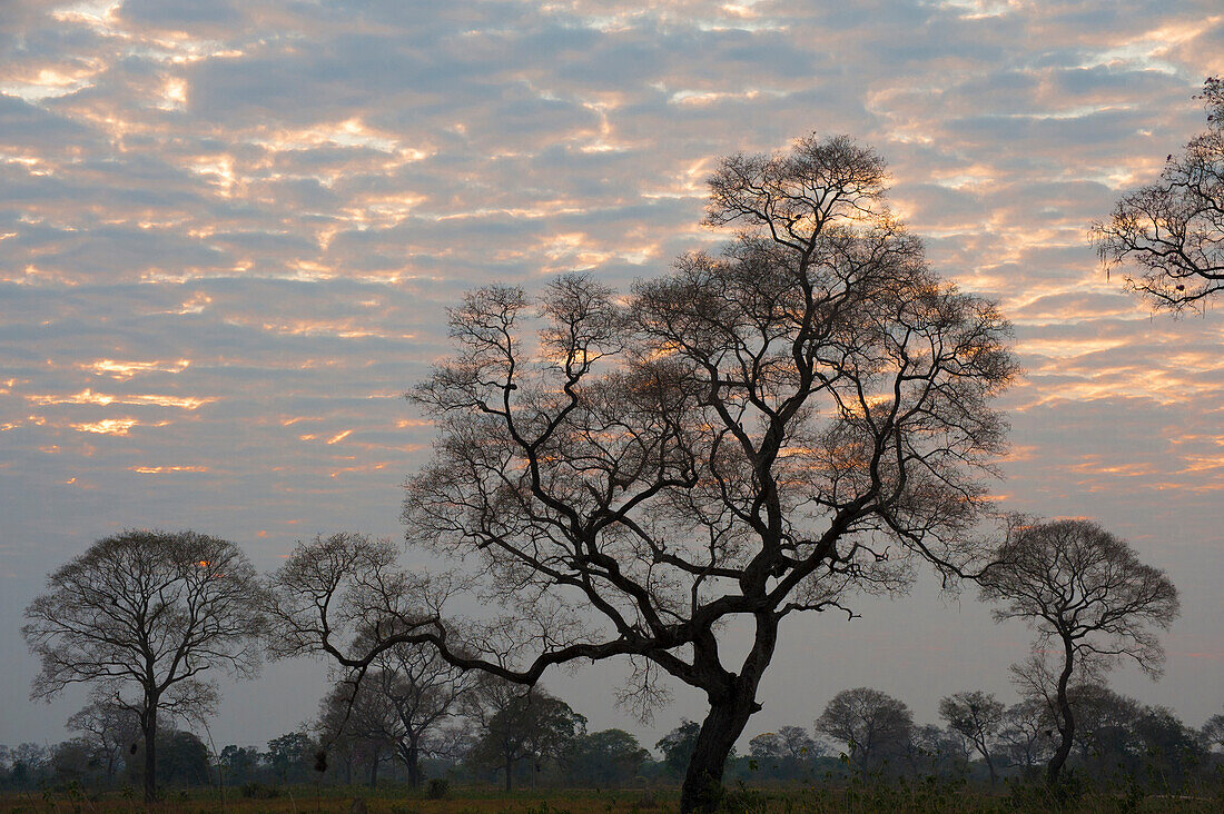 Südamerika, Brasilien, Sonnenaufgang, der durch die Wolken auf einer mit Bäumen gefüllten Ebene in den Pantanal-Feuchtgebieten späht.