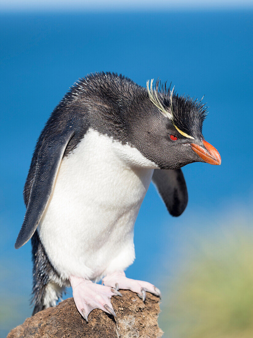 Felsenpinguin, Unterart Südlicher Felsenpinguin. Falklandinseln im Januar.