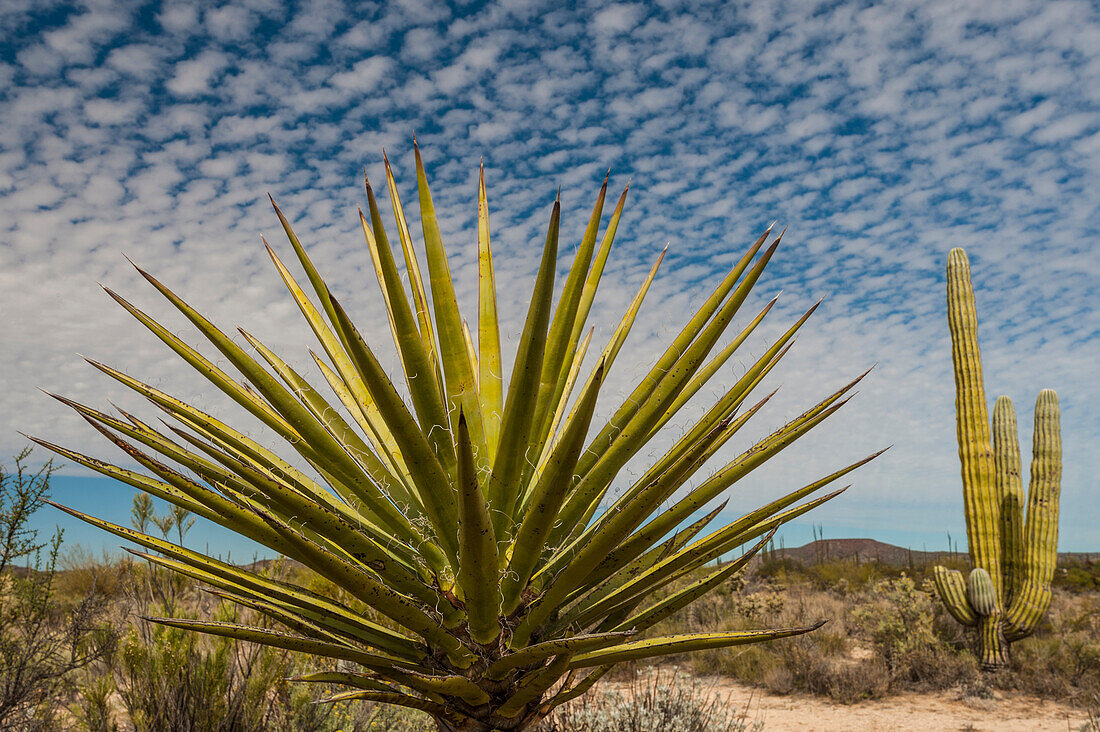 Mexiko, Niederkalifornien. Yucca (Yucca valida) und Cardon Cactus ((Pachycereus pringlei) mit Wolken in der Wüste von Baja