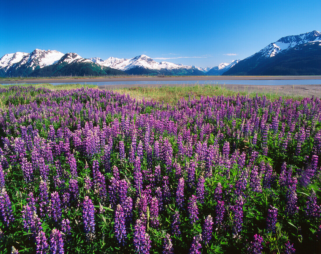 USA, Alaska, Kenai National Wildlife Refuge, Lupines in bloom and the Kenai Mountains ()