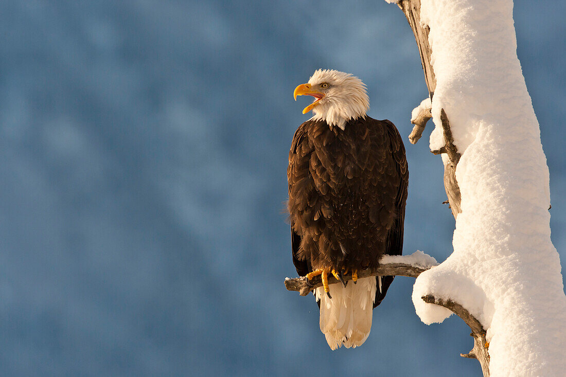 USA, Alaska, Chilkat Bald Eagle Preserve. Bald eagle perched on branch