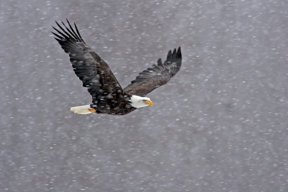 USA, Alaska, Chilkat Weißkopfseeadler bewahren. Weißkopfseeadler fliegt durch Schneesturm