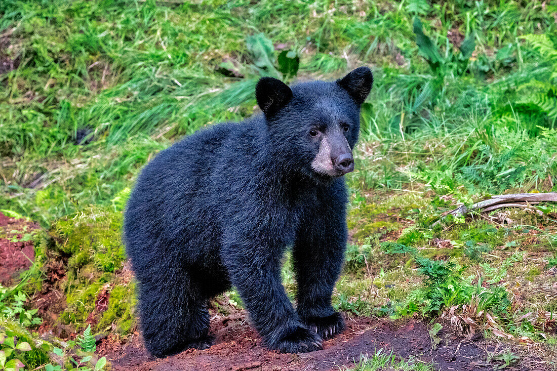 Schwarzes Bärenjunges, Anan Creek, Wrangell, Alaska, USA