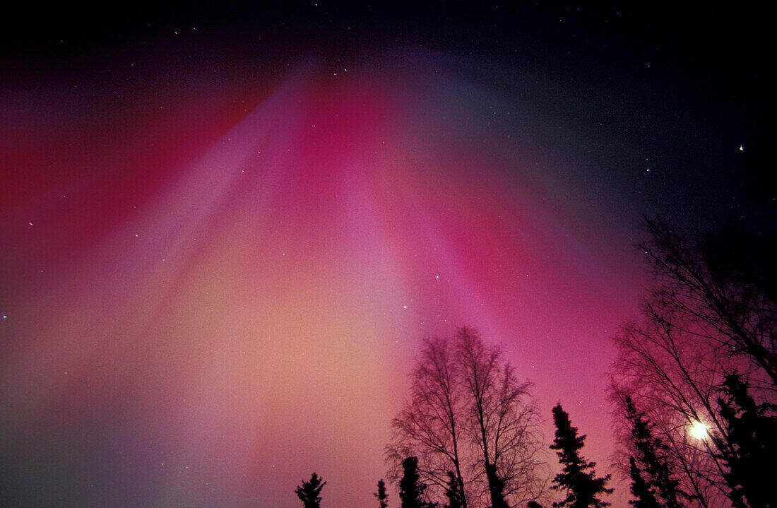 NA, USA, Alaska, Fairbanks. Curtains of purple, red and green Northern Lights above central Alaska