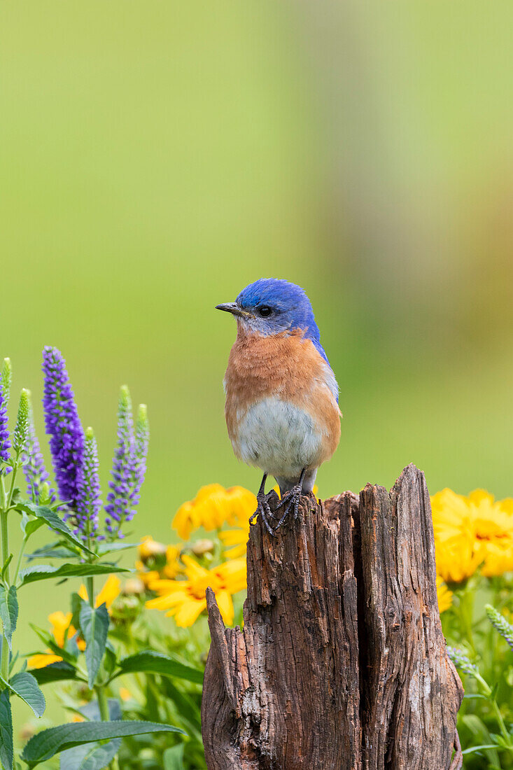 Östliches Bluebird-Männchen auf Zaunpfosten in der Nähe des Blumengartens Marion County, Illinois