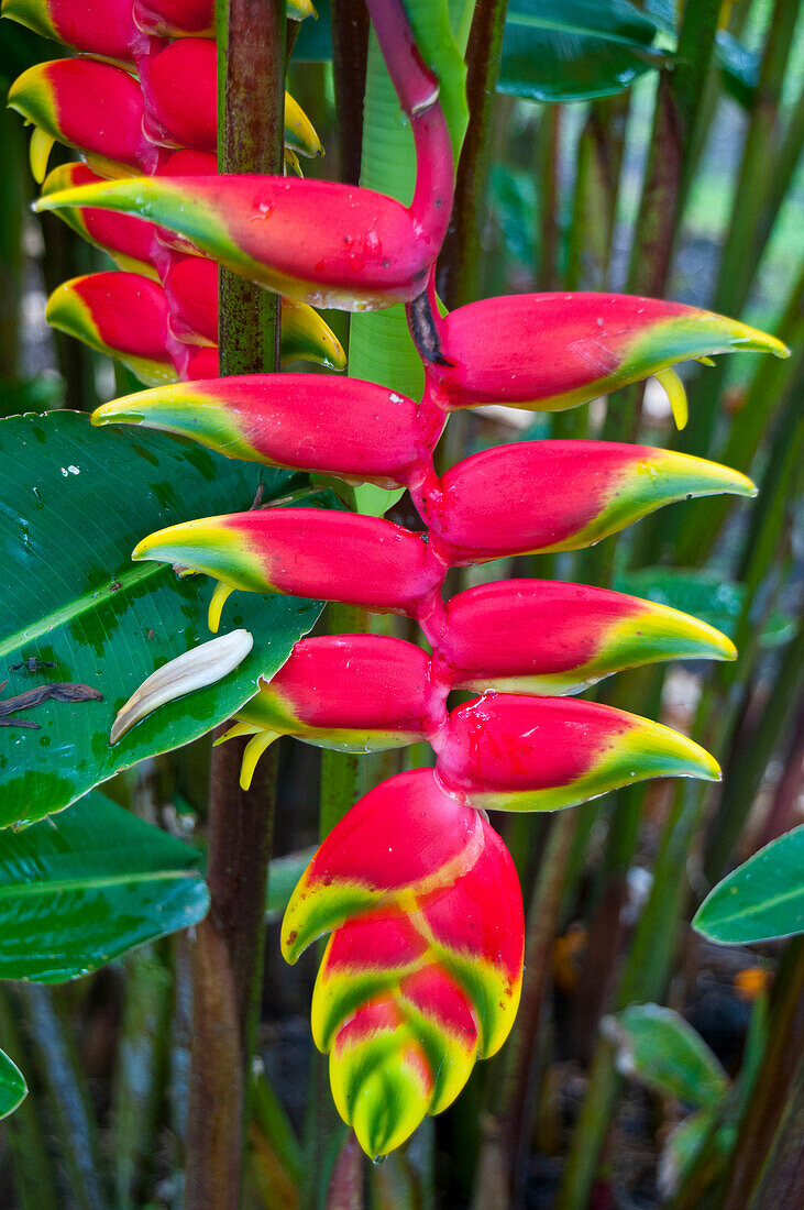 Heliconia (Heliconia rostrata) or lobster claw, flowering in the highlands of Papua New Guinea, Papua New Guinea