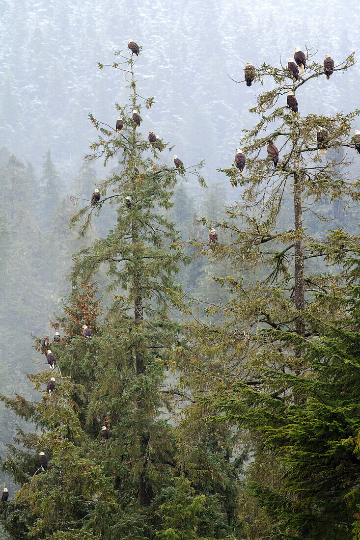 USA, Alaska. Numerous bald eagles perch in trees during a rainy, snowy day.