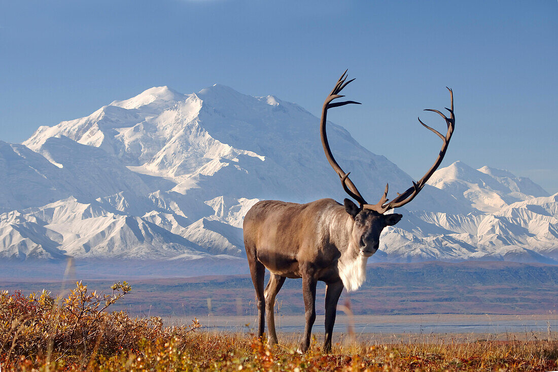 Karibu, Rangifer Tarandus, Stier in Herbstfarben mit Mount McKinley im Hintergrund, Denali National Park, innere Alaska