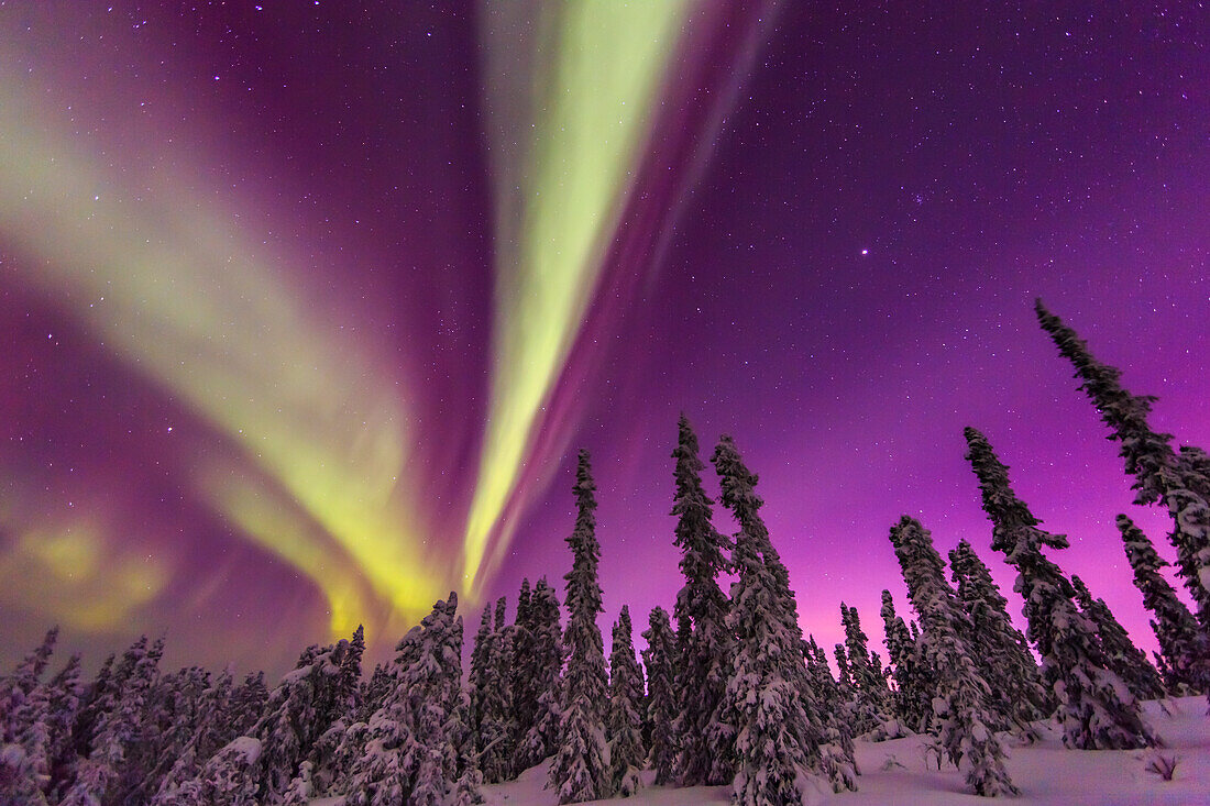 Aurora Borealis, Nordlichter, in der Nähe von Fairbanks, Alaska