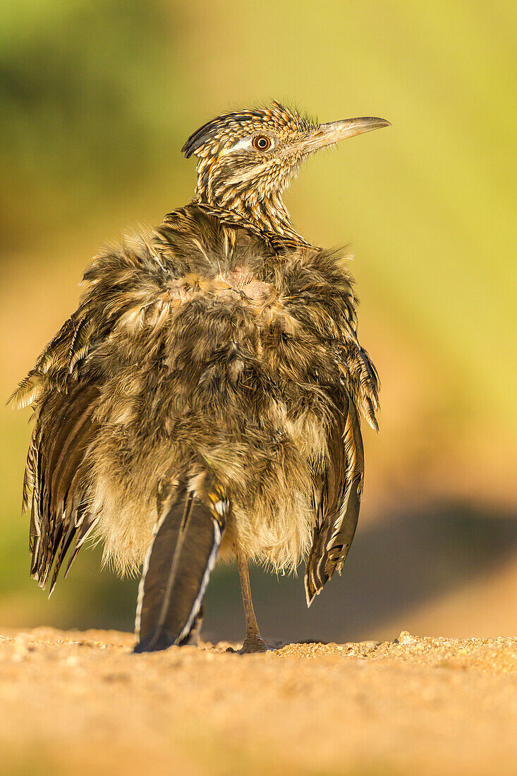 USA, Arizona, Santa Cruz County. Roadrunner gathering sun for warmth