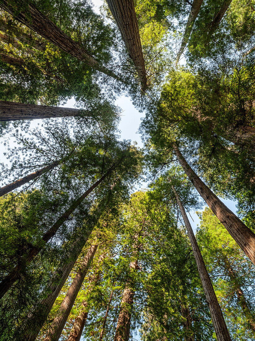 USA, Kalifornien, Redwood National- und State Parks. Redwood-Hain im Jedediah Smith Redwoods State Park