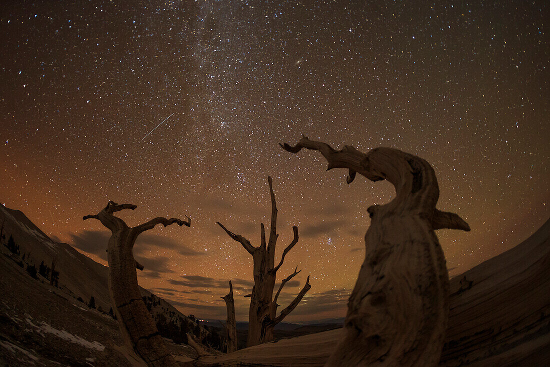 Bristlecone pine, Ancient Bristlecone Pine Forest, White Mountains, California