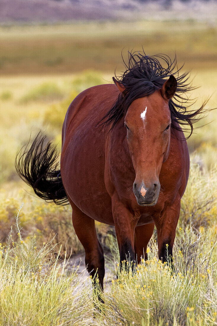 USA, Kalifornien. Nahaufnahme eines wilden Mustangpferdes im Adobe Valley