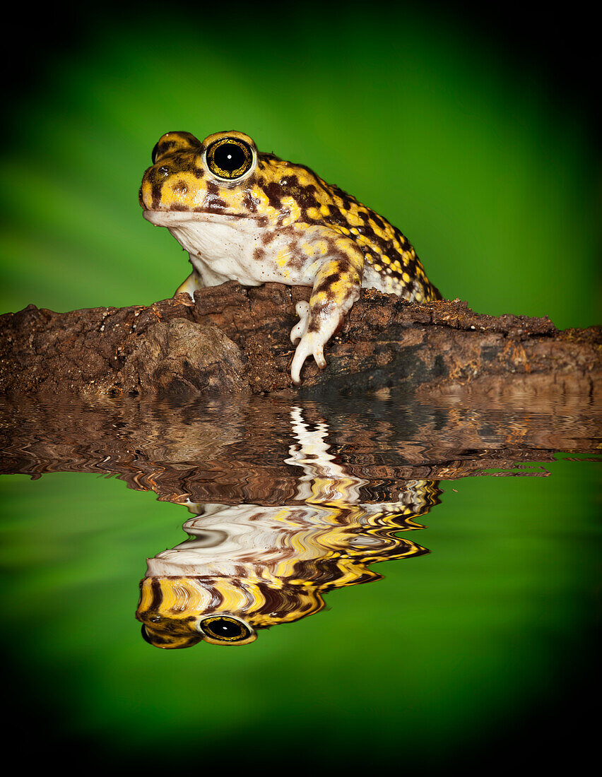 USA, California. Couch's spade foot toad reflects in water.