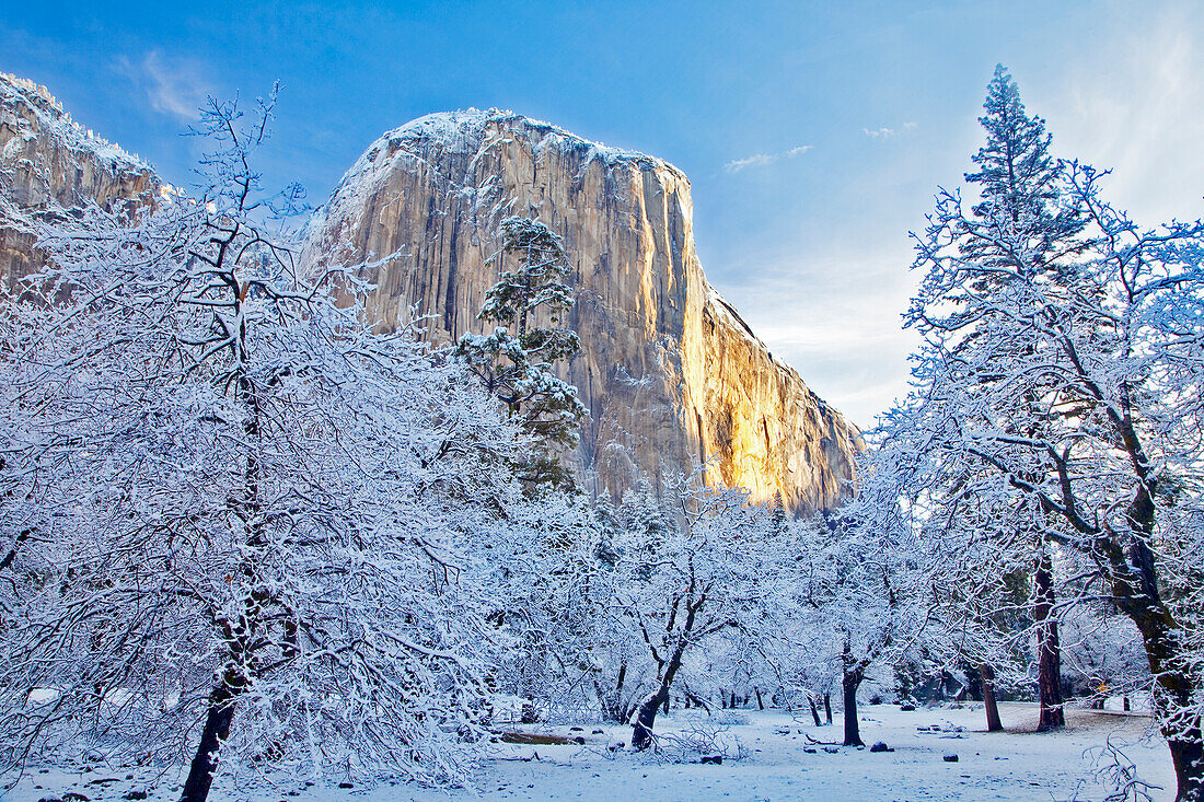 Sunrise light hits El Capitan through snowy trees in Yosemite National Park, California, USA.