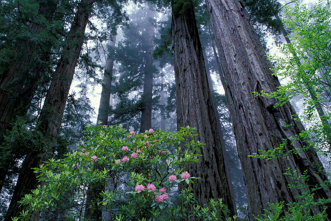 NA, USA, California. Del Norte Coast State Park. Coast trail, Coast Redwoods and Rhododendrons