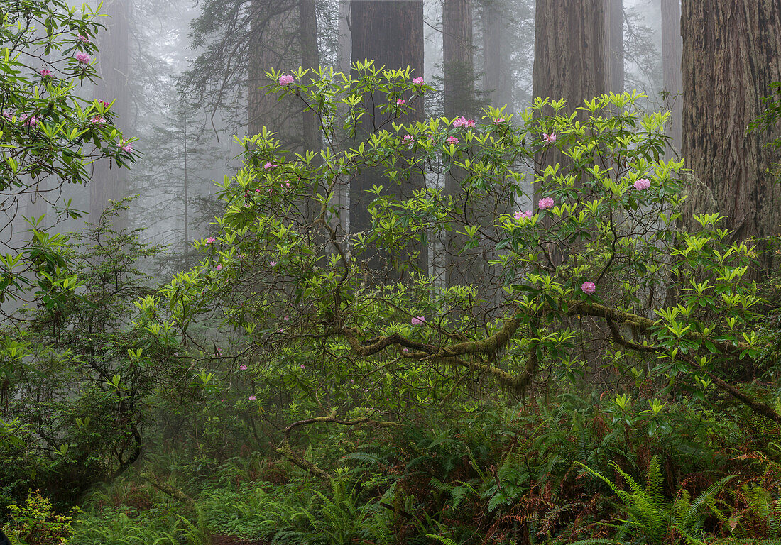 USA, California. Misty morning with Rhododendron (Rhododendron Macrophyllum) and redwood trees, Redwood National Park